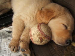 baby puppy! with baseball! d'awwwwwwwwwwwwwwww.