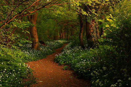 bluepueblo:  Forest Path, Ransom Woods, Lancashire, adult photos