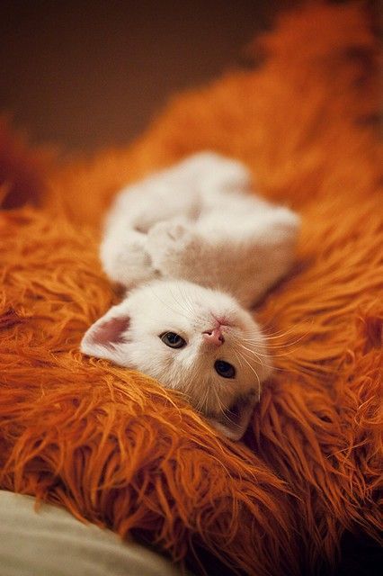 kittiesntitties.tumblr.com/post/20247787081/