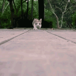 the-absolute-best-gifs:  Follow this blog, you will love it on your dashboard 