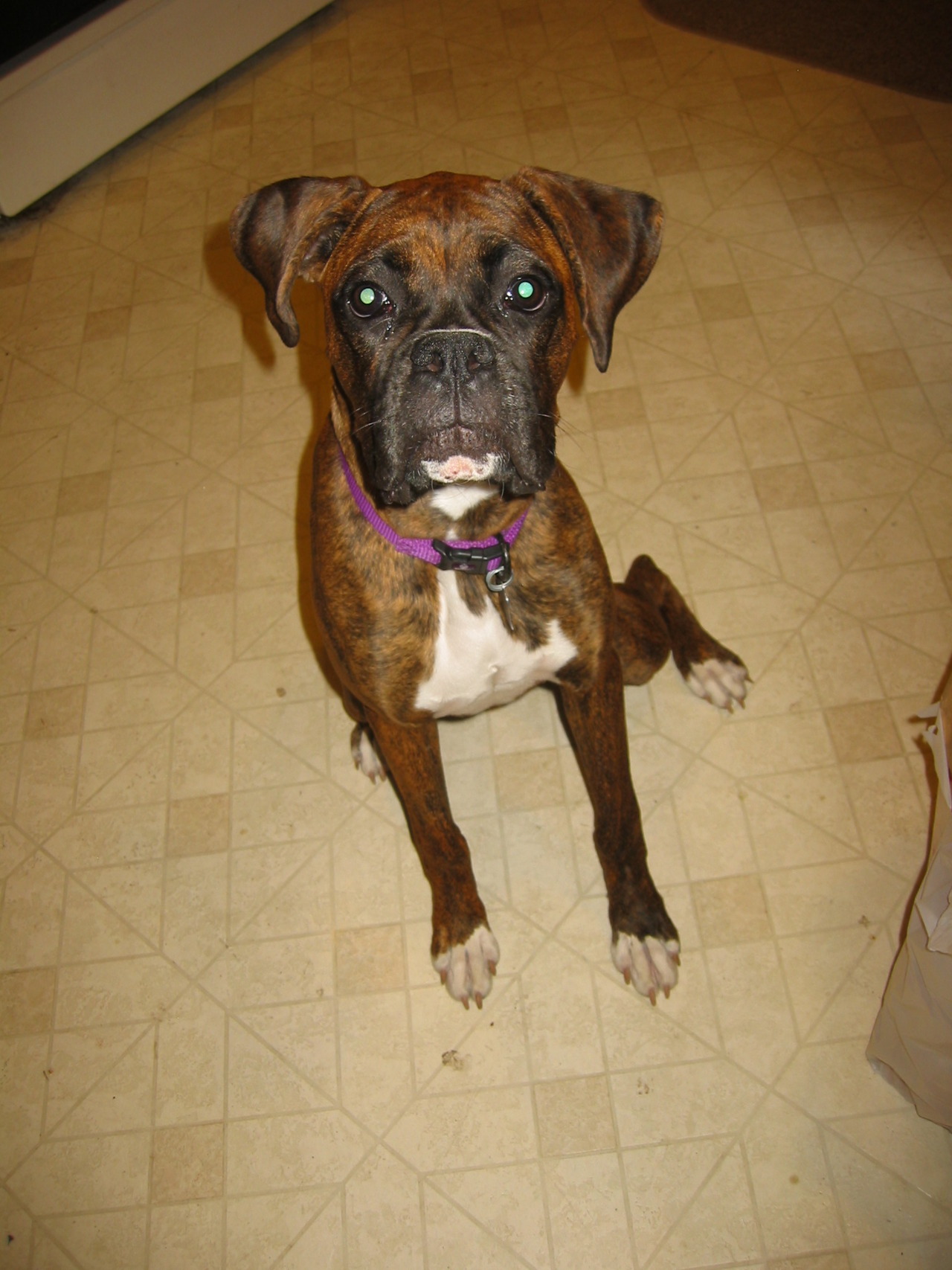 boxerlovers:  My beautiful girl, Darla.  She was eight months at the time this picture