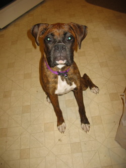 boxerlovers:  My beautiful girl, Darla.  She was eight months