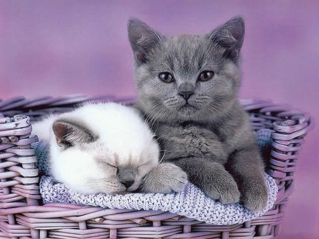 Kitty Cats