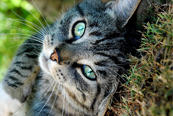 Kitty Cats