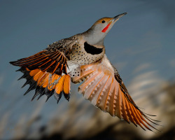 fairy-wren:  red-shafted northern flicker (photo by roy hancliff) 