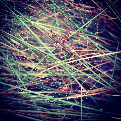 Thar be spiders heer (Taken with instagram)