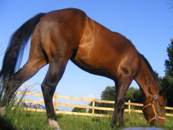 Horses can be so beautiful&hellip; i know not everyone sees it&hellip; but me, i can never reach bottom in the well of beauty that is the horse. Look how sculpted and elegant she is&hellip; and ahhhh, the veins you can see sandwiched between hide and