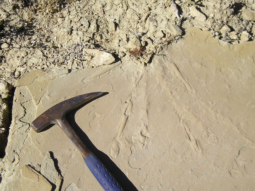 Here you go: Trace fossils from the Pryor Mountains in Wyoming…
submitted by CampBenCh