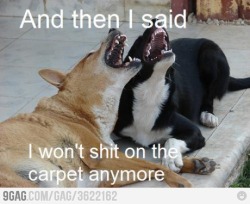 9gag:  Scumbag dogs! 