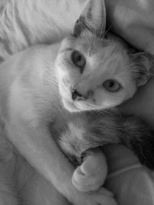 nodularity:  well , you asked if i like cats … this my cat :3 