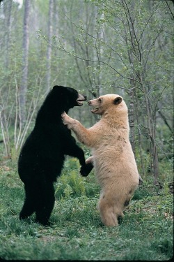 reactivating:  da white bear likes dat black