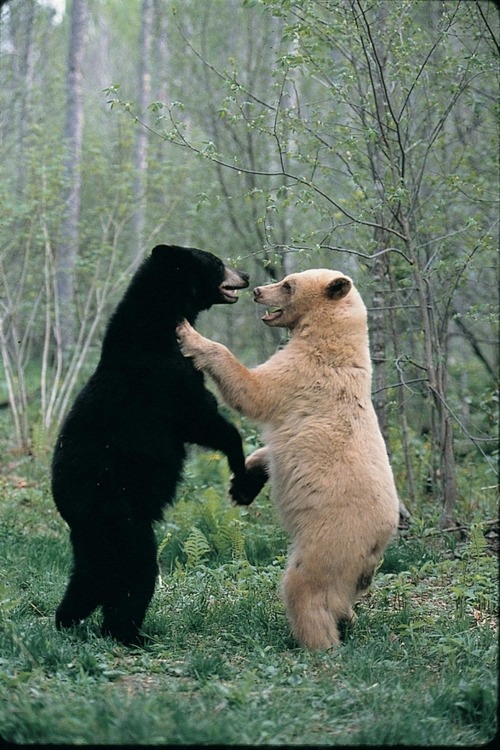 reactivating:  da white bear likes dat black dick 