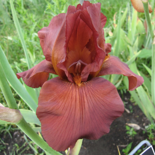 springbulbs: (via SCHREINER’S IRIS CULTIVAR LIST 1970-1979) “Dutch chocolate”