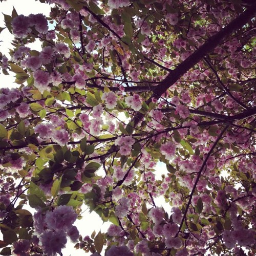 #flowers #iphoneography #instagram #tree #pretty #photography  (Taken with instagram)