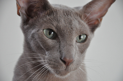 photogenicfelines:joris oriental shorthair cat 1 (by jelliozef)
