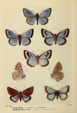 loverofbeauty:  n311_w1150 by BioDivLibrary on