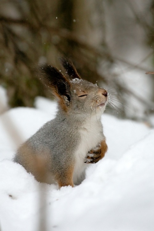 Proposed Caption: National (Park) Anthem
I`ve loved you by Gleb Skrebets