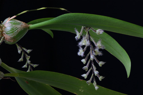 Bulbophyllum lindleyanum, native from Myanmar to peninsular Thailand. Photographs by Thomas Ditlevsen.