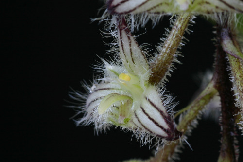 Bulbophyllum lindleyanum, native from Myanmar to peninsular Thailand. Photographs by Thomas Ditlevsen.