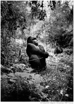 fotojournalismus:  Agashya, Mt. Sabyinyo, Rwanda, 2004.  [Credit : Sebastião Salgado] Salgado spent a month with the gorillas in Uganda and Rwanda. Before the civil war in Rwanda, the mountain gorillas were a big tourist attraction, and are becoming