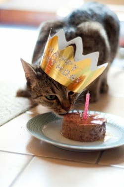 petsatbirthdays:  HAPPY BIRTHDAY, WINSLOW!