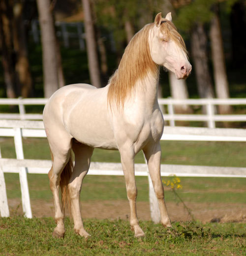 ineedahorse:XEQUE-MATE DA CANTAREIRAGorgeous animal.Have I reblogged this already?  I don’t ca