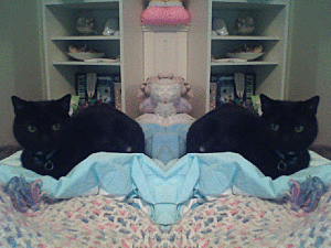 acid-sanity:  my kitty is perf. ^^ 