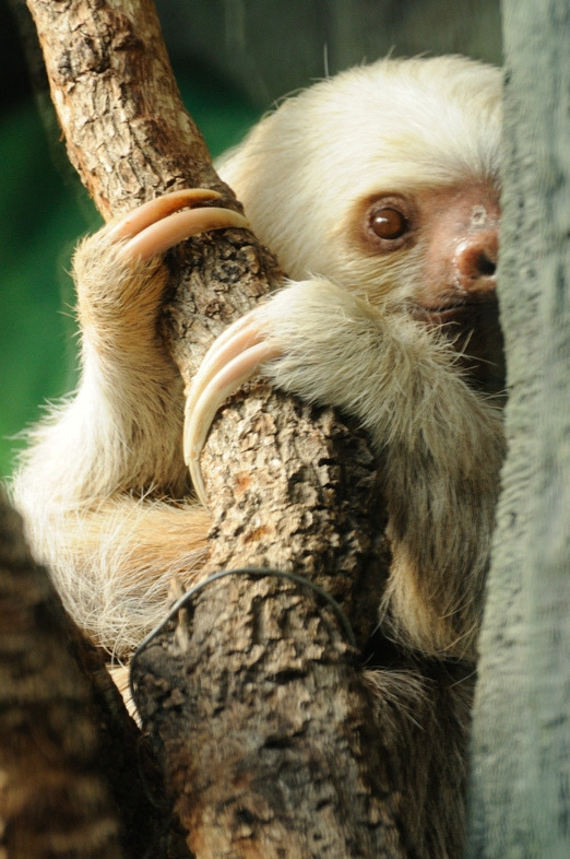 THE SLOTH SABBATH