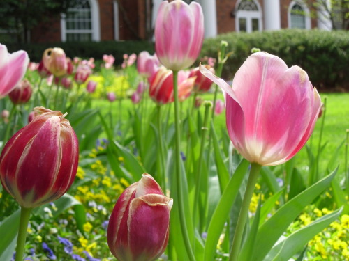 edithveremu: It’s a beautiful spring day on campus today.