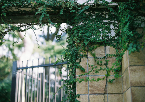 13neighbors:ivy by fillette4 on Flickr.