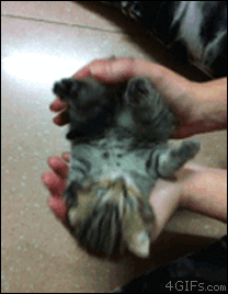 the-fl0w:  Accordion Cat. 