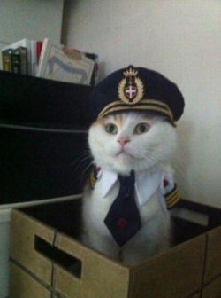 ryulongd:  This is your captain speaking