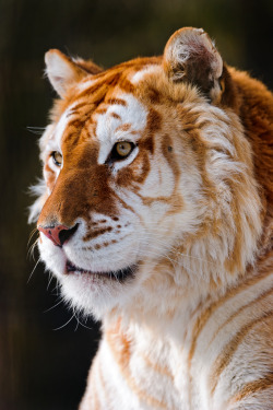 wildlifecollective:  Golden Tabby TigerA golden tabby tiger is one with an extremely rare color variation caused by a recessive gene and is currently only found in captive tigers. Like the white tiger, it is a color form and not a separate species. In