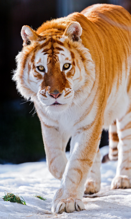 wildlifecollective:  Golden Tabby TigerA golden tabby tiger is one with an extremely rare color variation caused by a recessive gene and is currently only found in captive tigers. Like the white tiger, it is a color form and not a separate species. In