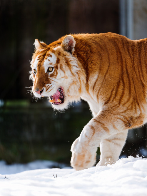 wildlifecollective:  Golden Tabby TigerA golden tabby tiger is one with an extremely rare color variation caused by a recessive gene and is currently only found in captive tigers. Like the white tiger, it is a color form and not a separate species. In