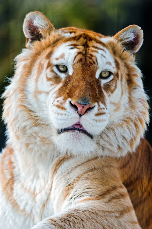 wildlifecollective:  Golden Tabby TigerA golden tabby tiger is one with an extremely rare color variation caused by a recessive gene and is currently only found in captive tigers. Like the white tiger, it is a color form and not a separate species. In