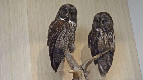 After the Battle for Hogwarts, some of the owls decided to roost @ROMToronto.