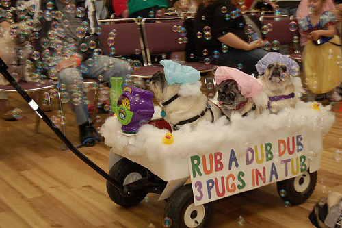 oh-woah-dope:  x-fin1ty:  drama-ll4ma:  this picture has made my day just a little bit better OH MY GOD your blog becomes 300% better once you reblog this  SO QT  RUB A DUB DUB 3 PUGS IN A TUB 