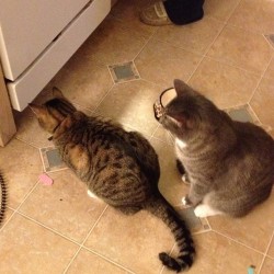 We think we have a mouse in the house. The cats have been staring under the dishwasher for about 45 minutes. Don&rsquo;t even move when we step over them. (Taken with instagram)