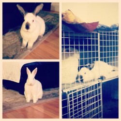 I love them so muuuuch ^_^ #cute #bunnies are cute.  (Taken with instagram)