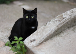 OH MY GOD. I SWEAR THAT IS THE STRANGE CAT WHO COMES TO MY DOOR EVERY WEEK BEGGING TO BE PETTED AND LOVED. WHAT&ndash; HOW&ndash;   &hellip;YOU GUYS. YOU GUYS. WE ARE BEING TROLLED SO HARD.