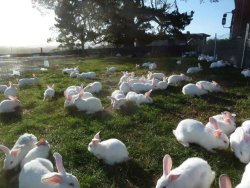 Girl–Child: All These Beautiful Bunnies (Around 300) Were Rescued Today (Legally)