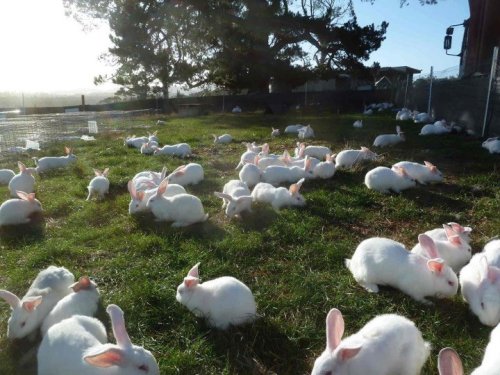 sunbaths:  lilkiatty:  slugbabies:  welcometobabyland:  All these beautiful bunnies (around 300) were rescued today (legally) from a rabbit farm. The rabbit farm was shut down for good. The cages are all going to be destroyed so no-one else can use them