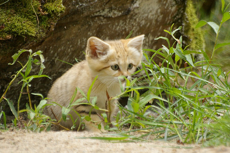sugoibidooftierpopcornkingasame:  ybfan666:  eldritchlunch:  giraffe-in-a-tree:  After 63 days of gestation, a rare Sand Cat Kitten was born at Israel’s Zoological Center Tel Aviv Ramat Gan - Safari. Once plentiful in numbers in the dunes of Israel,