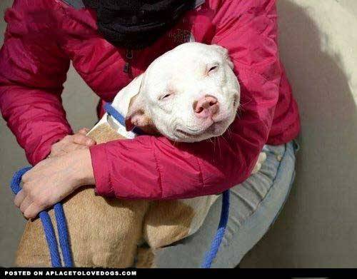 fuckyeahpitbullterriers:  aplacetolovedogs:  izismile A smile that can melt your heart! Original Article  my.heart.just.melted.  :3