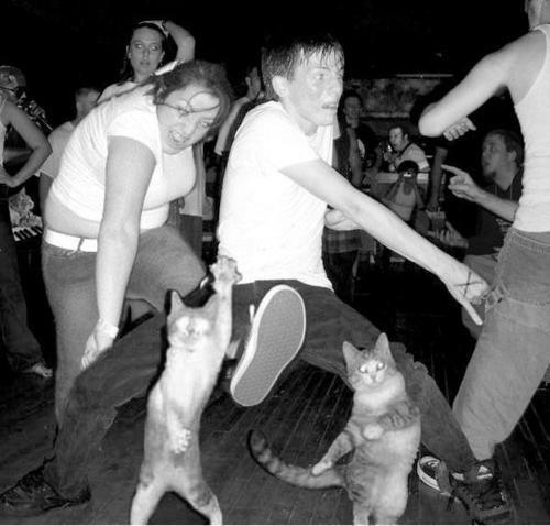 Porn Pics crazycity:  mosh pit cats 