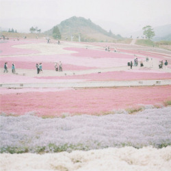 radical-nyan:ghostbabe:   shibazakura (by