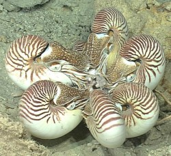 chimaeraman:  Nautilus gossip circle 