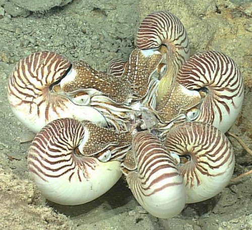 chimaeraman: Nautilus gossip circle