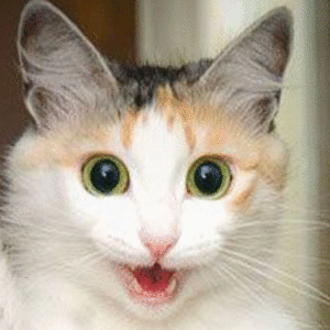 Kittiesntitties